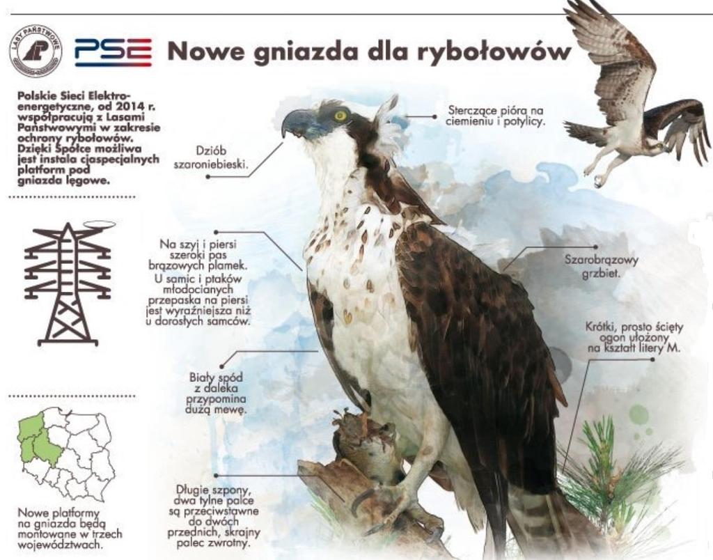 Piękna inicjatywa PSE W Polsce żyje podobno zaledwie 28 par rybołowów. Ich populacja od XX ciągle spada.
