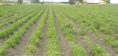 Opracowanie modelu ograniczenia strat żywności produkowanej metodami naturalnymi Projekt ŻYW NATUR (2015-2016) Cele projektu Poprawa jakości warzyw dzięki opracowaniu metod upraw naturalnych z