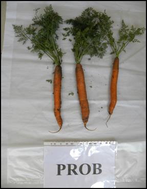 (Gospodarstwo Rolno-Ogrodnicze Piotr