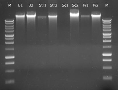 16. Minikolumnę umieścić w nowej probówce typu Eppendorf 1.5-2 ml. Dodać 50-80 µl buforu Elution.