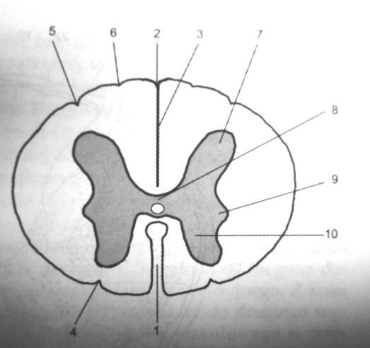 Schemat przekroju poprzecznego rdzenia kręgowego istota szara 7.