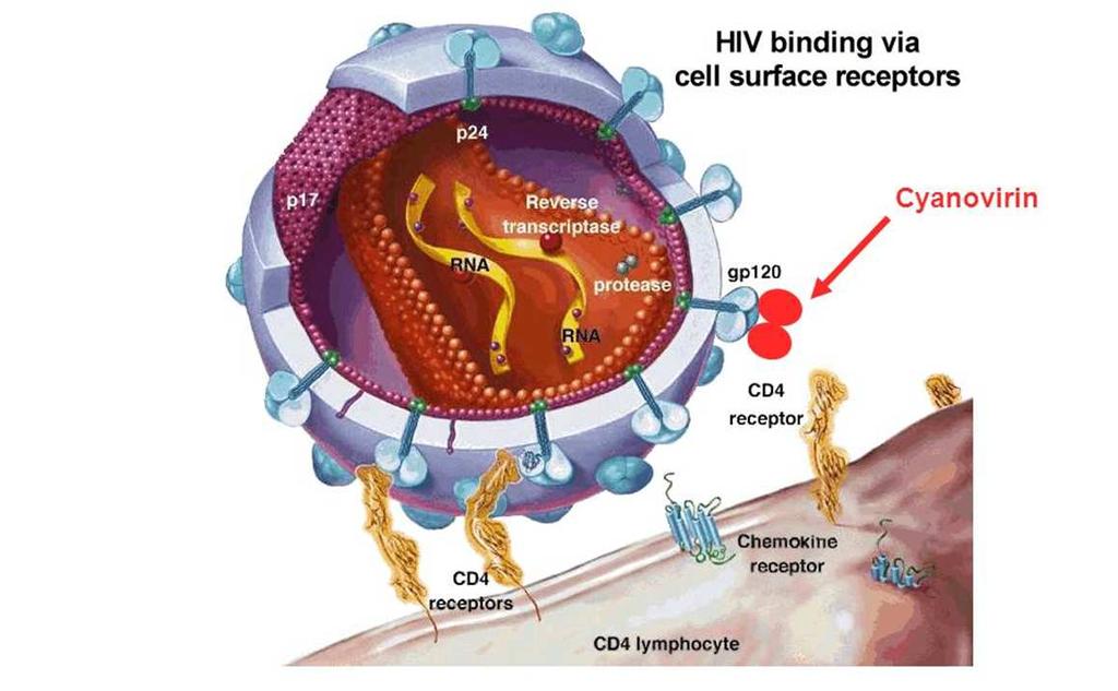 Nostoc ellipsosporum Zapobiega transmisji wirusów HIV-1, HIV-2,