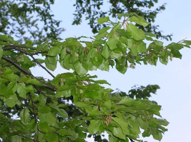 dębu w krainach: Mazowiecko-Podlaskiej, Małopolskiej i Karpackiej.