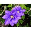 Dane aktualne na dzień: 28-08-2019 16:51 Link do produktu: http://www.goldplants.eu/pnacza-powojnik-blue-explosion-niebiesko-rozowy-clematis-blue-explosion-p113-cp-1626.