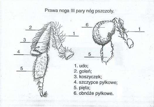 Obnóża pyłkowe stanowią pyłek kwiatowy zbierany przez