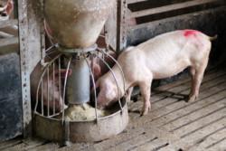 https://www. Systemy jakości wieprzowiny bazują na produkcji chudego, nieprzetłuszczonego mięsa wieprzowego, przy zachowaniu ważnych dla odbiorców i przetwórców parametrów.