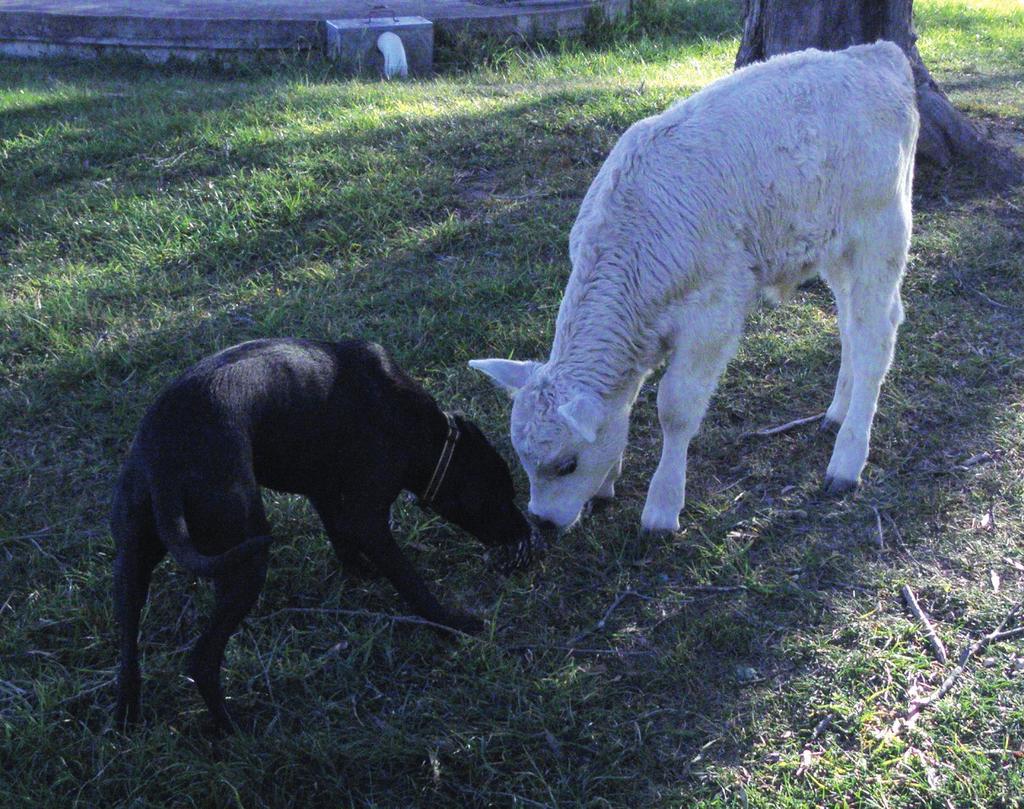 W. Penar i in. Scott J.P., Fuller J.L. (1965). Genetics and the social behaviour of the dog. University of Chicago Press, Chicago. Seksel K., Mazurski E.J., Taylor A. (1999).