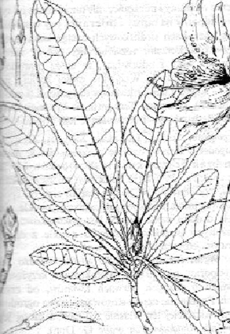 Pięciornik krzewiasty (Potentilla fruticosa L.) Zwróć uwagę na kształt liści. 2.