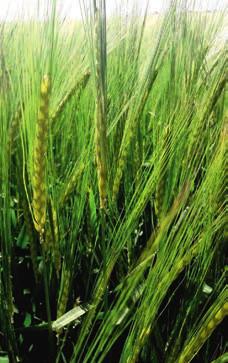 w 2013 roku firmy te kontrolowały 75% światowego rynku agrochemikaliów, 63% nasion (brand name) i wydatkowały więcej niż 75% światowych nakładów na prywatne badania w sektorze R&D.