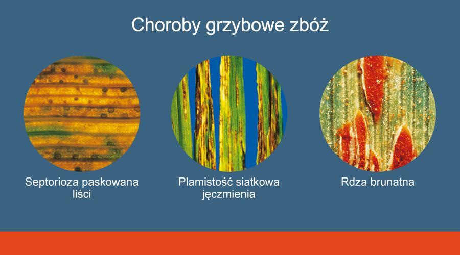 https://www. Ochrona fungicydowa liści i kłosa w zbożach Autor: mgr inż. Kamil Młynarczyk Data: 27 kwietnia 2018 Z roku na rok rośnie presja chorób grzybowych.