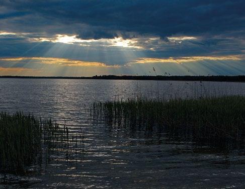 Cele działań ochronnych przedmiotów ochrony obszaru Natura 2000 Polesie PLB060019 Utrzymanie w granicach obszaru Natura 2000 powierzchni lęgowisk i żerowisk, na które będzie się składać mozaika