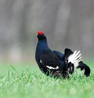 Żuraw Grus grus Obszar Polesie stanowi ważną ostoję żurawi, które na tym terenie wyprowadzają lęgi. Na terenie całego obszaru występuje ponad 45 par żurawi.