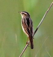 Wodniczka Acrocephalus paludicola Wodniczka zamieszkuje podmokłe turzycowiska z roślinami o średniej wysokości 70-80 cm, maksymalnie 100-120 cm.