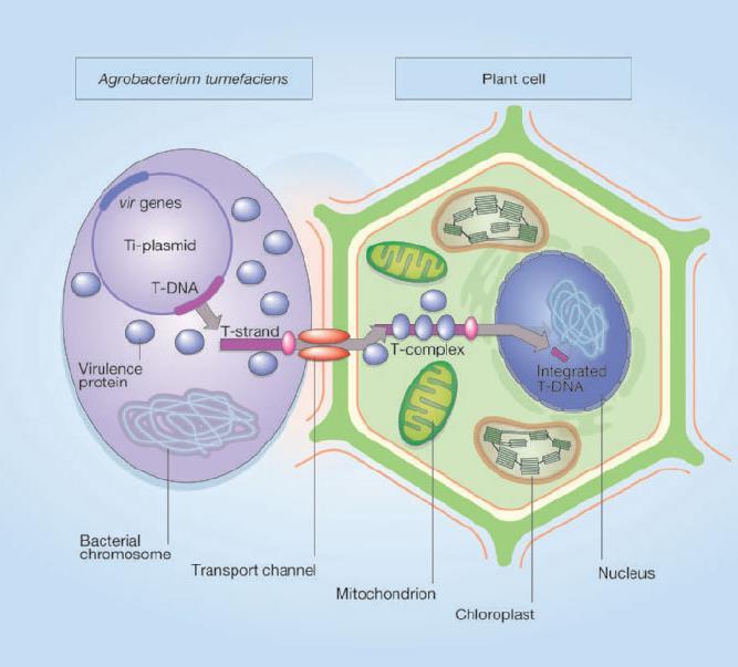 Dysrupcje w roślinach Agrobacterium