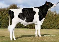 Bacalao TPI: 2271 PF: 124 DEU 000356815 aaa: 324165 ur. 15.01.2014 RZRobot: 125 M.O. Juleika DEU 000663507928 HL 13883 3.34 464 3.28 455 ML 13883 3.34 464 3.28 455 O.
