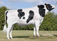 Kayne TPI: 2400 PF: 141 GBR 952180626236 aaa: 324165 ur. 09.07.2013 RZRobot: Kayne GBR 952180626236 M. Karumba 3 GBR 952180622412 HL 133 4.43 617 2.98 416 ML 42 3.95 487 3.06 378 O.M. Domain USA 000137974489 M.