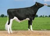 51 528 Długowieczność Pokrój Indeks główny 140 Wydajność mleczna % 12 516 +1927 kg -0,42 % +29 kg -0,22 % +40 kg Pokrój 97 % 134 115 98 137 Długowieczność 81 % 119 Komórki somatyczne % Szybkość doju