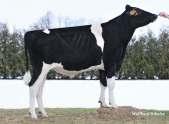 Burlon BB DEU 000357264440 aaa: 432516 RZRobot: ur. 16.06.2014 PF: 136 TPI: 2324 Geron AB A2/A2 NLD 000766877223 aaa: 312546 RZRobot: ur. 23.12.2011 PF: TPI: 1984 Burlon DEU 000357264440 M.