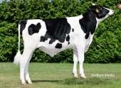 M. Fatina NLD 000174986021 Mleko Bardzo lekkie porody 141 136 +344 kg +0,41 % +53 kg +0,39 % +49 kg 119 +466 kg +0,16 % +34 kg +0,08 % +23 kg 122 97 103 87 103 91 92 Ocena pokroju córek liczba córek: