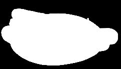 Kabanosy
