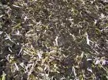 PRZYKŁAD PRACY PO OZIMEJ PSZENICY maszyna: 5000 głębokość obróbki: 13 cm liczba przejazdów: 1 szybkość robocza: 14