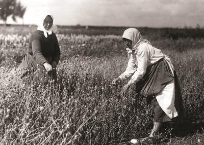 Fot. Uprawa i skład nasion Braci Hoser - zbieranie makówek (1936)