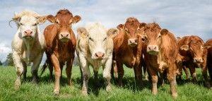 https://www. Hodujemy więcej bydła fot. Fotolia Ponad połowę pogłowia (52%) znajdziemy w tylko trzech województwach. Rośnie krajowe pogłowie bydła.