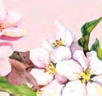 org 841 Main Street Tewksbury, MA 01876 (978) 851-9103 Rosaries from Flowers