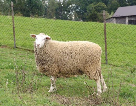 Application of this method to determine changes in the coat may in the future accelerate the tests compared to traditional methods.