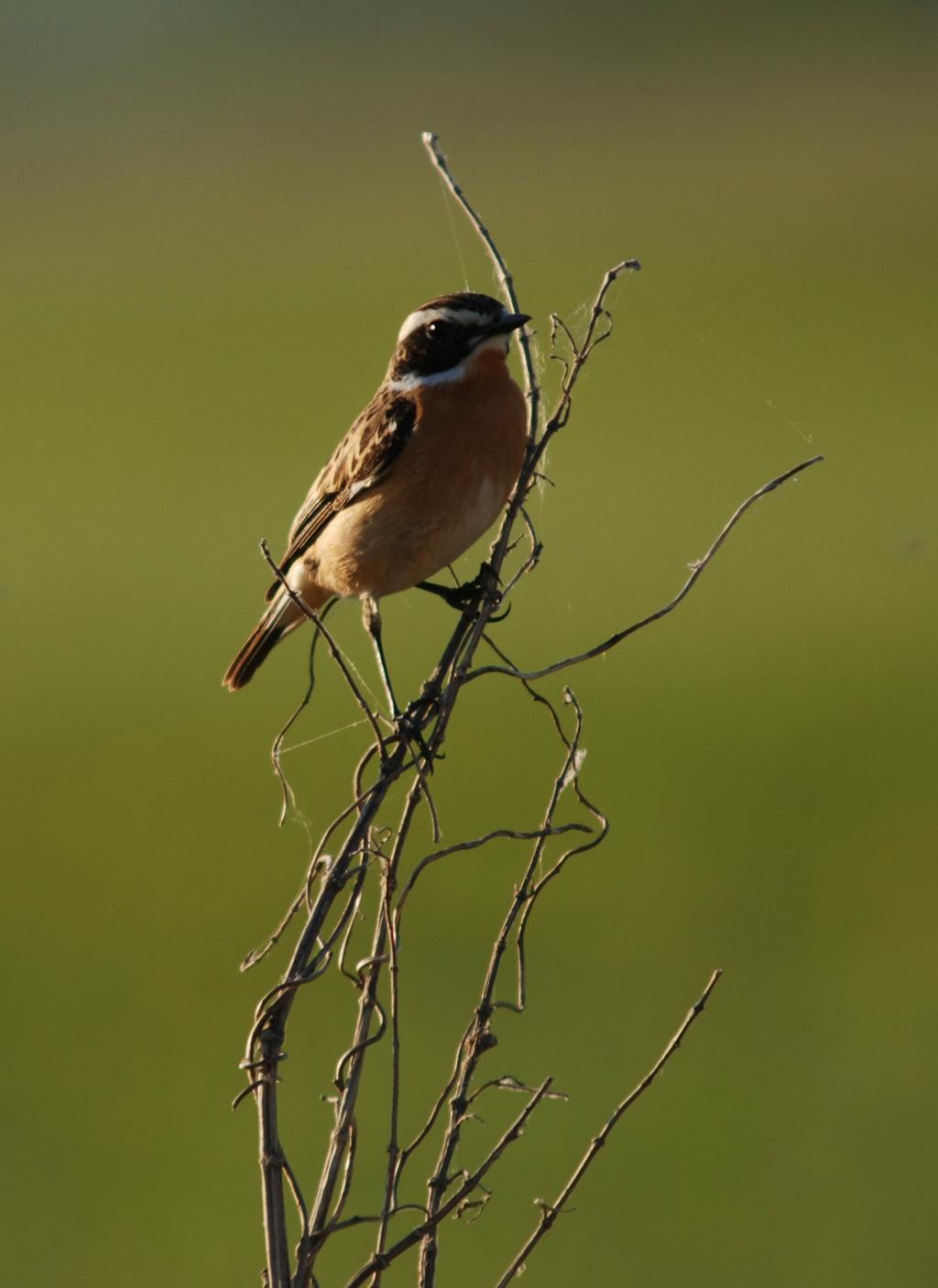 Asio otus, dudek Upupa epops, świergotek łąkowy Anthus pratensis, słowik szary Luscinia luscinia, droździk Turdus iliacus, świerszczak Locustella