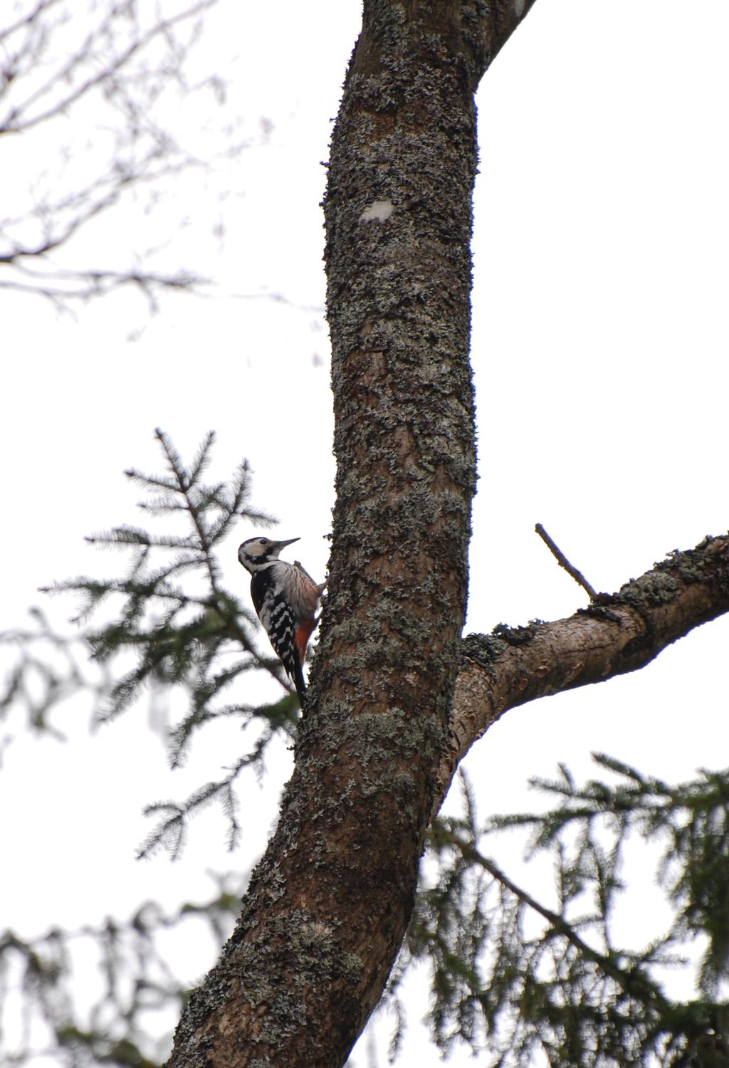 Spośród ptaków zagrożonych wyginięciem w skali regionu, Park zamieszkują: łabędź niemy Cygnus olor, cyranka Anas querquedula, jastrząb Accipiter
