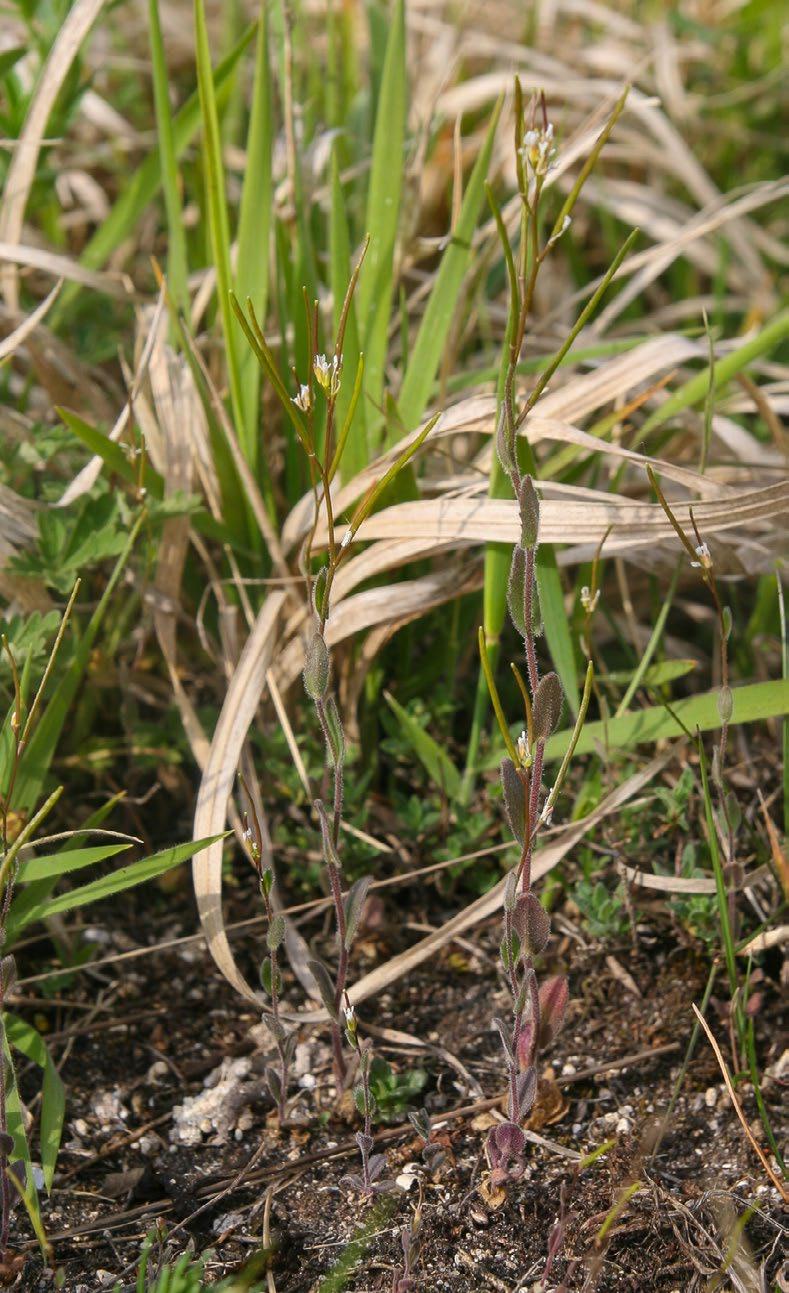 Trifolium montanum i marzanka barwierska Asperula tinctoria (Trzcińska-Tacik i in. 1998). Opisywane murawy obfitują w zagrożone i chronione gatunki roślin. Dotychczasowe badania (Trzcińska-Tacik i in.