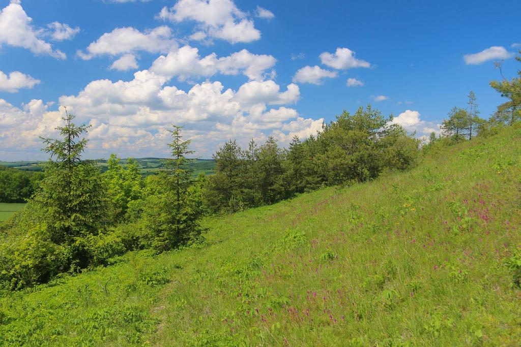 ślimaka poczwarówki zwężonej Vertigo angustior (gatunki wymienione w załączniku II Dyrektywy Siedliskowej).