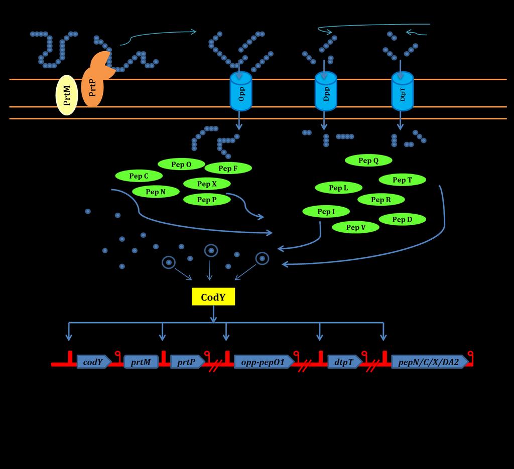 Rysunek 1. Schemat sytemu proteolitycznego Lactococcus istotnego w rozkładzie kazeiny [Savijoki i in.