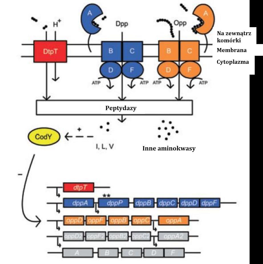 tak dobrze poznany, ale określono, że u Streptococcus thermophilus i Lactobacillus bulgaricus skład systemu Opp jest podobny do systemu bakterii z rodzaju Lactococcus [Gerault i in.