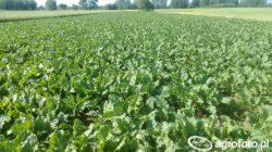 https://www. Drugą z propozycji Syngenty jest preparat Spyrale 475 EC. Opart został on o fenpropidynę oraz difenokonazol. Zalecana dawka to 1l/ha. Poziom porażenia w badaniach wyniósł 15%.