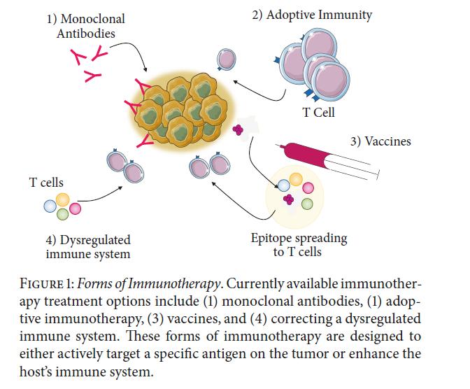 Immunoterapia w nowotworach informacje ogólne RODZAJE NAJCZĘŚCIEJ WYKORZYSTYWANEJ IMMUNOTERAPII NOWOTWORÓW Przeciwciała monoklonalne; Inhibitory immunologicznych punktów kontrolnych; Szczepionki