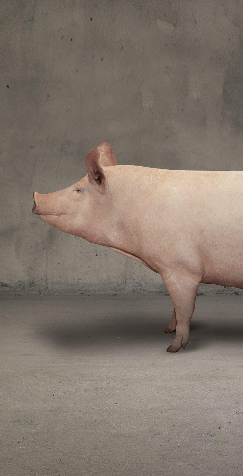Topigs Norsvin Polska www.topigsnorsvin.
