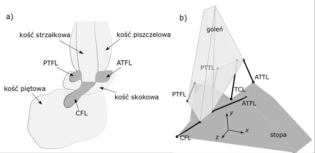 Analiza przestrzeni roboczej układu więzadeł stawu skokowego górnego 79 Rys. 1.