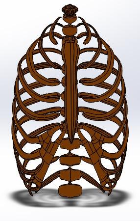 Model MES kośćca klatki piersiowej 153 Rysunek 3. Model klatki piersiowej 4.