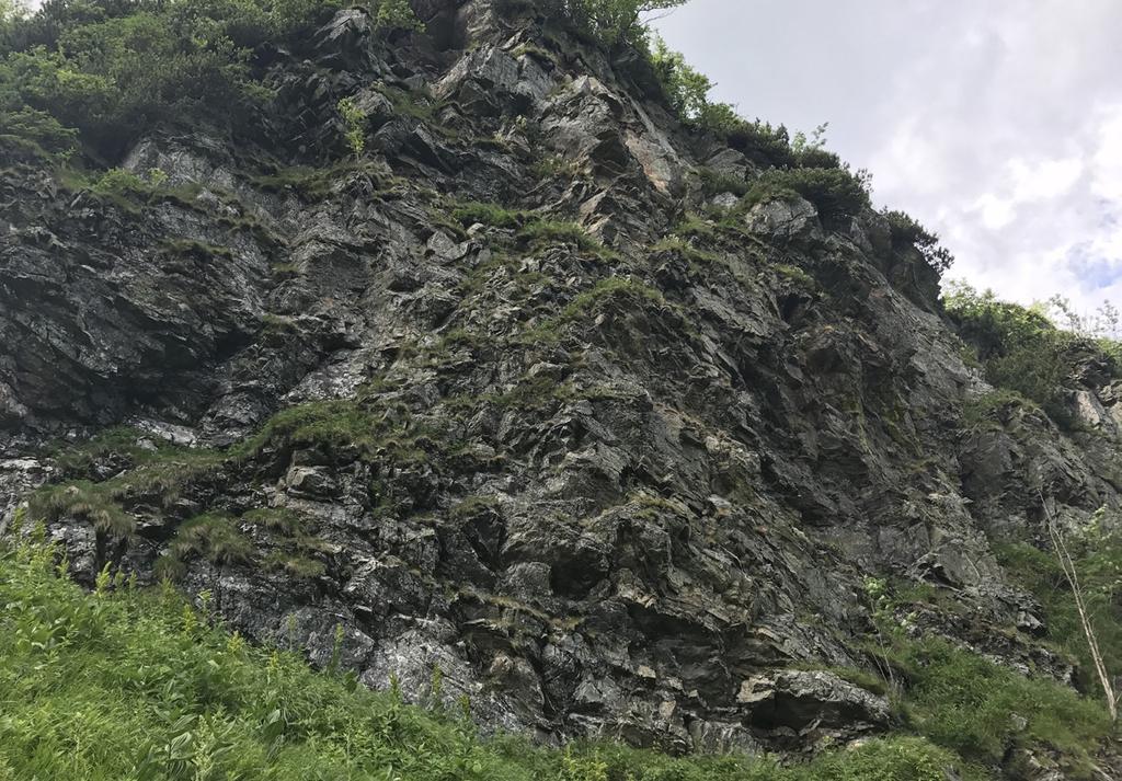 174 Fragm. Florist. Geobot. Polon. 25(2), 2018 Ryc. 2. Mylonitowa ściana skalna, na której zlokalizowane jest nowe stanowisko rzadkich gatunków roślin w Dolince w Tatrach Zachodnich (22.06.