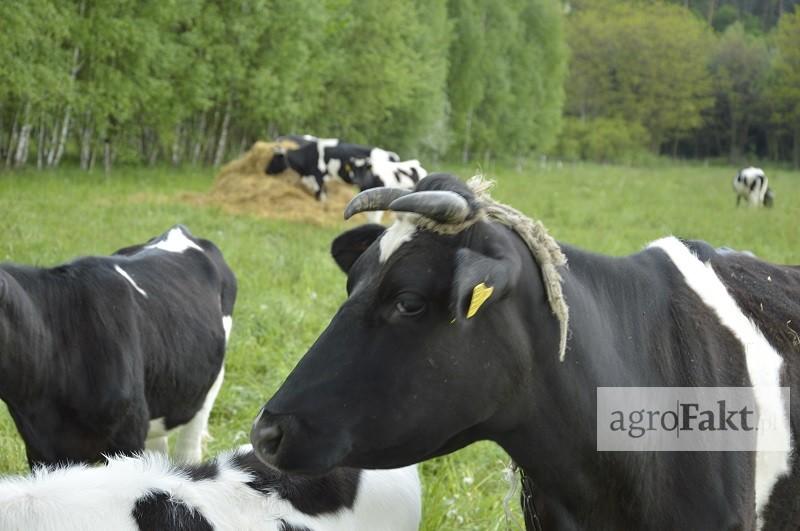 https://www. więcej krowa pobiera paszy, tym efektywniej pracują mikroorganizmy (jeśli żwacz jest zadbany). Podczas rozkładu składników pokarmowych wytwarzana jest energia, a wraz z nią ciepło.