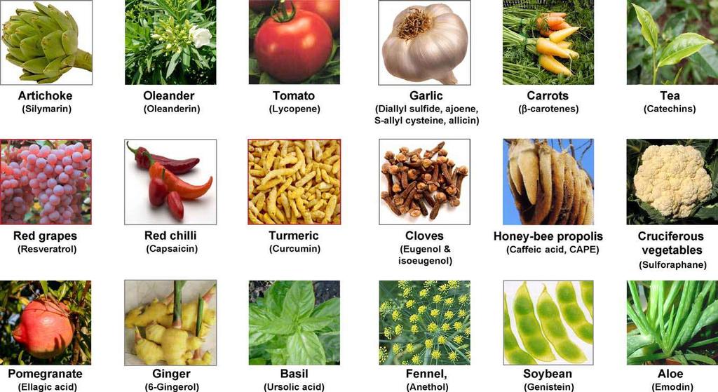 Składniki bioaktywne w żywności Karczoch (silymarin) Oleander (oleandryna) Pomidor (lycopen) Czosnek (ajoen, allicyna) Marchew (β-karoteny) Zielona herbata (EGCG) Czerwone winogrona (resweratrol)