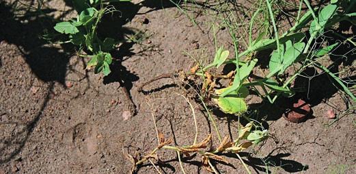 CHOROBY n SZKODNIKI n CHWASTY FUZARYJNE WIĘDNIECIE GROCHU (CHOROBA ŚWIĘTOJAŃSKA) (Gibberella spp.
