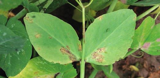 CHOROBY n SZKODNIKI n CHWASTY MĄCZNIAK RZEKOMY GROCHU (Peronospora pisi) GROCH CHOROBY Miesiąc I II III IV V VI VII VIII IX X XI XII Występowanie Ochrona chemiczna Objawy n Liście na górnej stronie