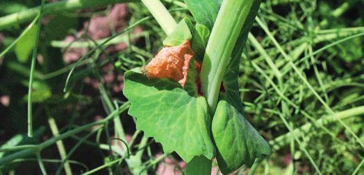 CHOROBY n SZKODNIKI n CHWASTY SZARA PLEŚŃ (Botrytis cinerea) GROCH CHOROBY Miesiąc I II III IV V VI VII VIII IX X XI XII Występowanie Ochrona chemiczna Objawy n Roślina początkowo porażone liście,