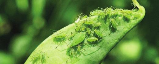 CHOROBY n SZKODNIKI n CHWASTY MSZYCA GROCHOWA (Acyrthosiphon pisum) GROCH SZKODNIKI Miesiąc I II III IV V VI VII VIII IX X XI XII Występowanie Ochrona chemiczna Opis n Osobniki dorosłe dzieworódki