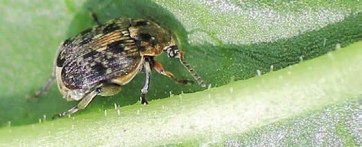 CHOROBY n SZKODNIKI n CHWASTY STRĄKOWIEC BOBOWY (Bruchus rufimanus) GROCH SZKODNIKI Miesiąc I II III IV V VI VII VIII IX X XI XII Występowanie Ochrona chemiczna Opis n Osobniki dorosłe czarne