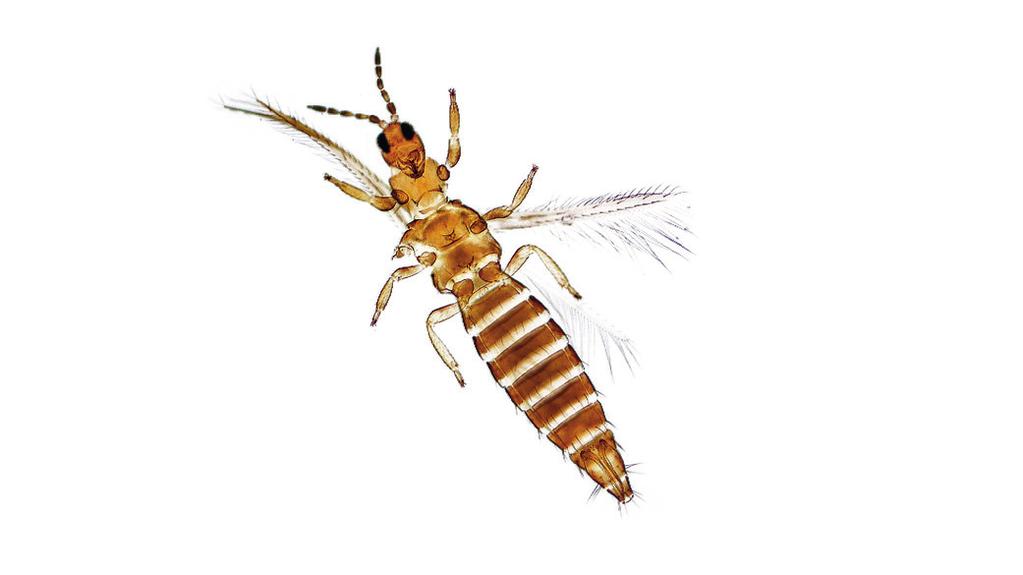 CHOROBY n SZKODNIKI n CHWASTY WCIORNASTEK TYTONIOWIEC (Thrips tabaci) GROCH SZKODNIKI Miesiąc I II III IV V VI VII VIII IX X XI XII Występowanie Ochrona chemiczna Opis n Osobniki dorosłe samica,