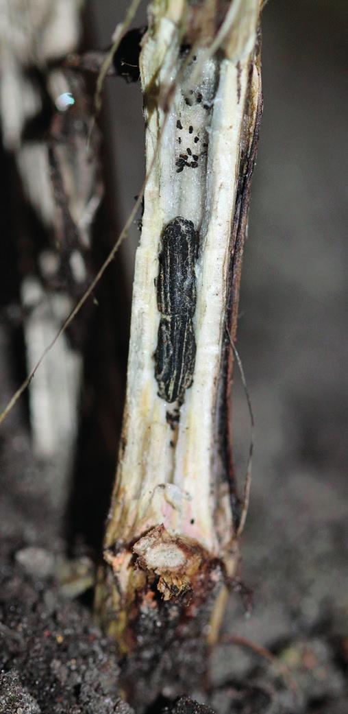 CHOROBY n SZKODNIKI n CHWASTY ZGNILIZNA TWARDZIKOWA (Sclerotinia sclerotiorum) Miesiąc I II III IV V VI VII VIII IX X XI XII Występowanie Ochrona chemiczna Objawy n Liście od fazy kwitnienia na